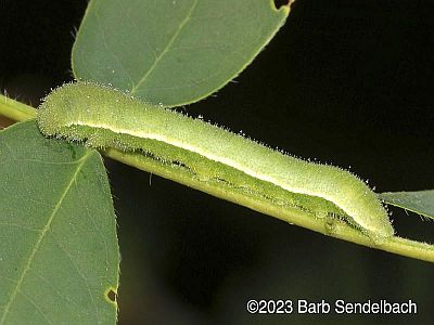 Caterpillar on Senna